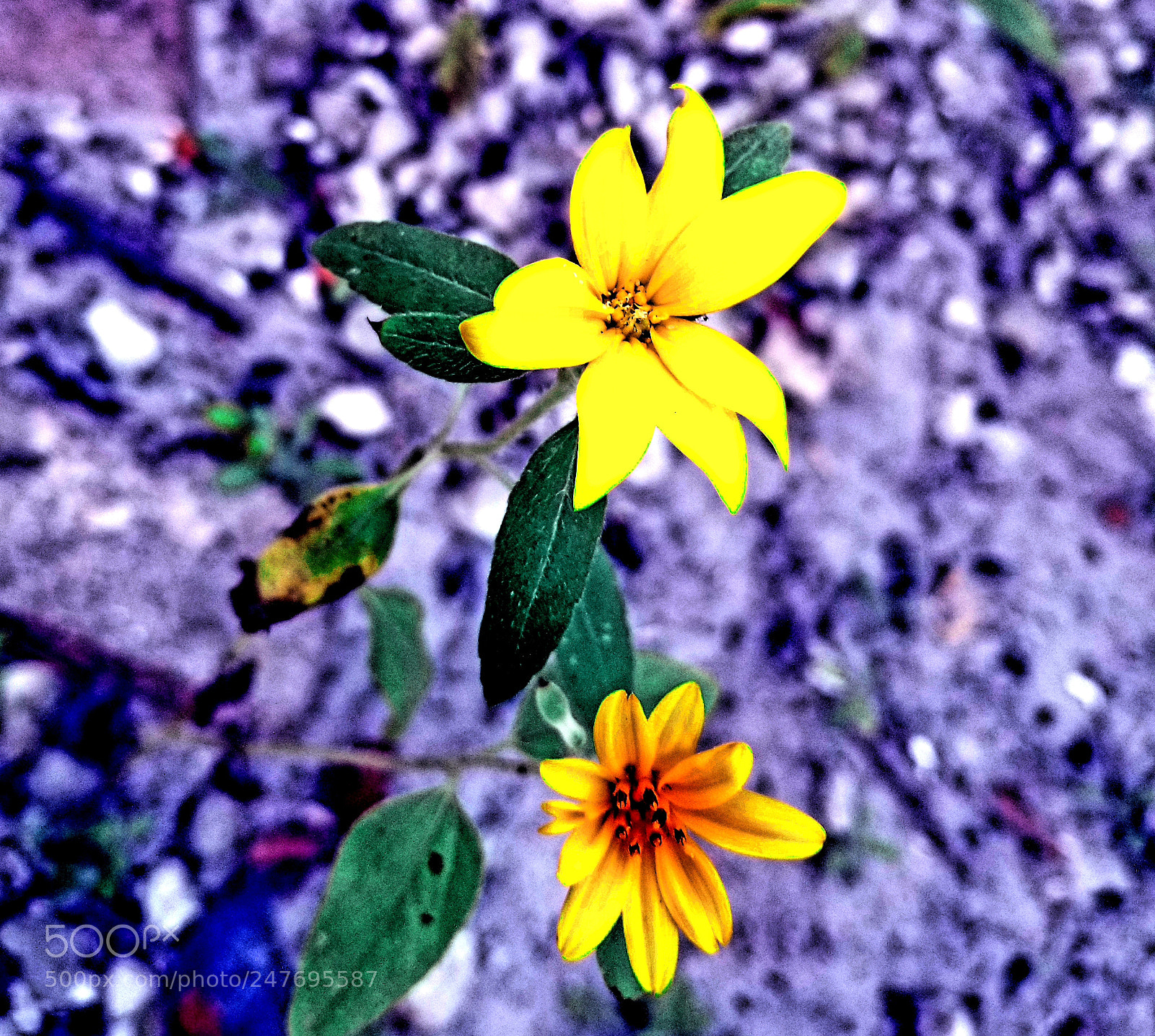 Samsung Galaxy S8+ sample photo. Yellow flower photography