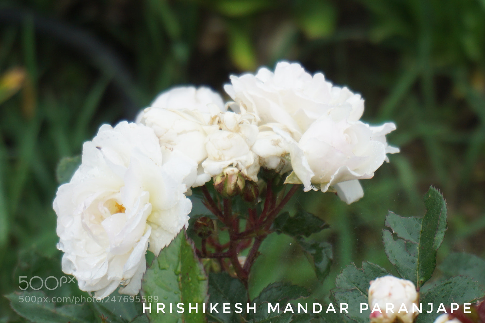 Sony a5100 sample photo. Untitled photography