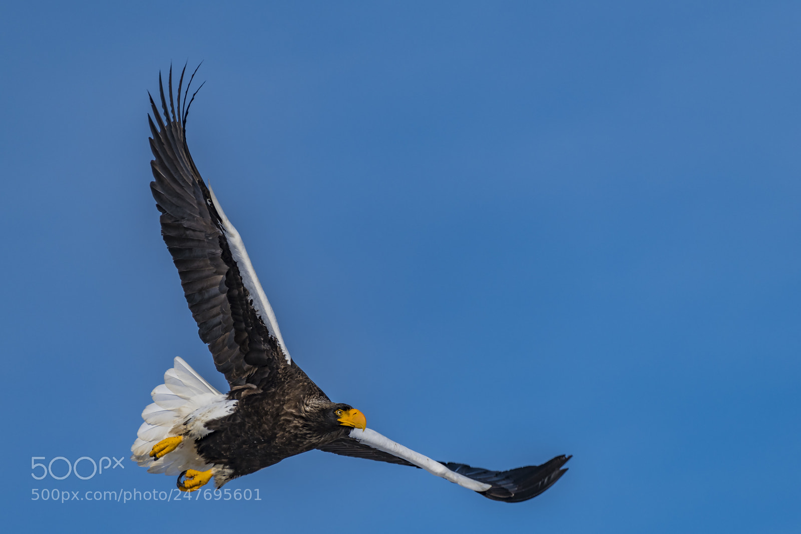 Nikon D850 sample photo. Stellar's sea eagle photography