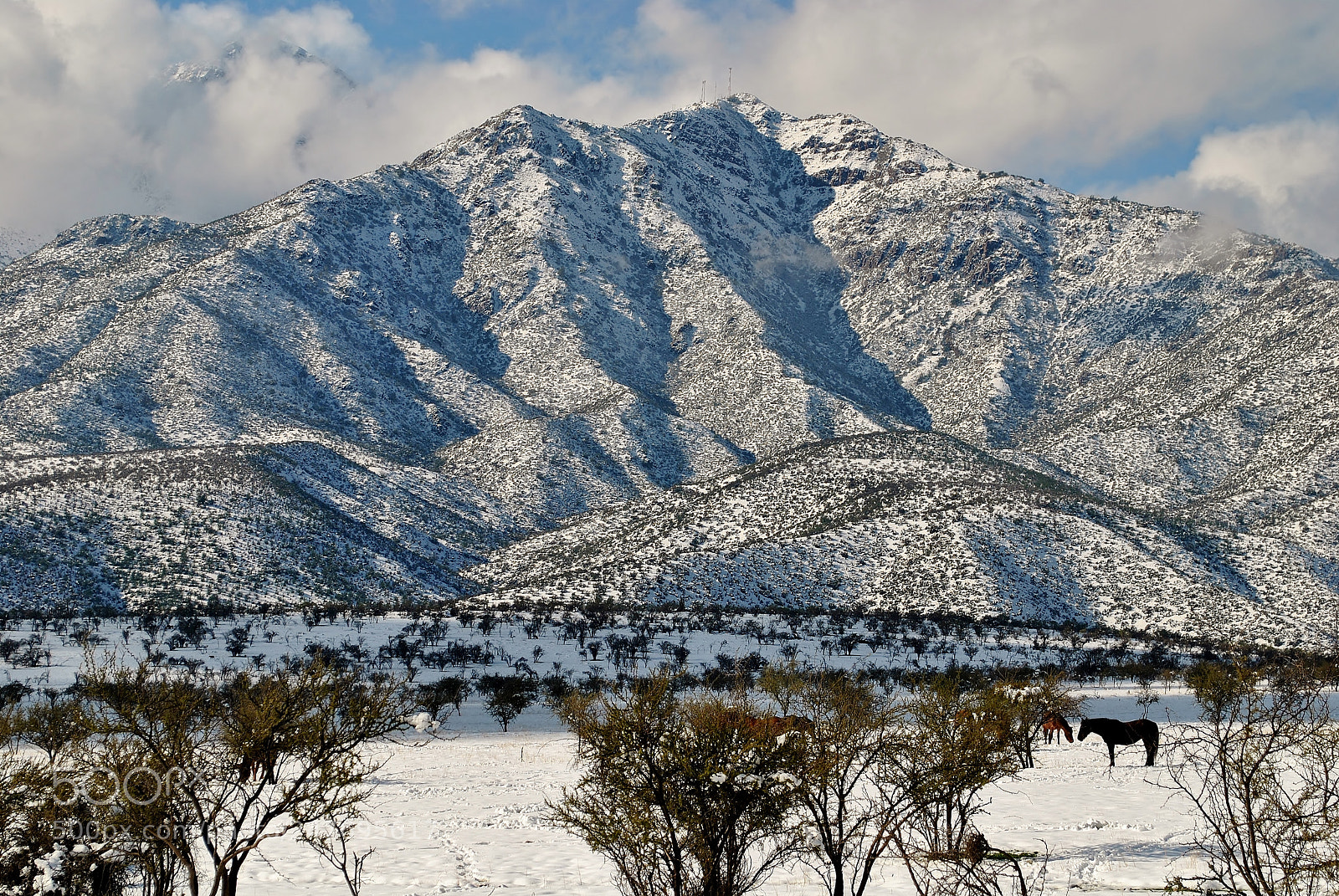 Nikon D3000 sample photo. Snow horse photography
