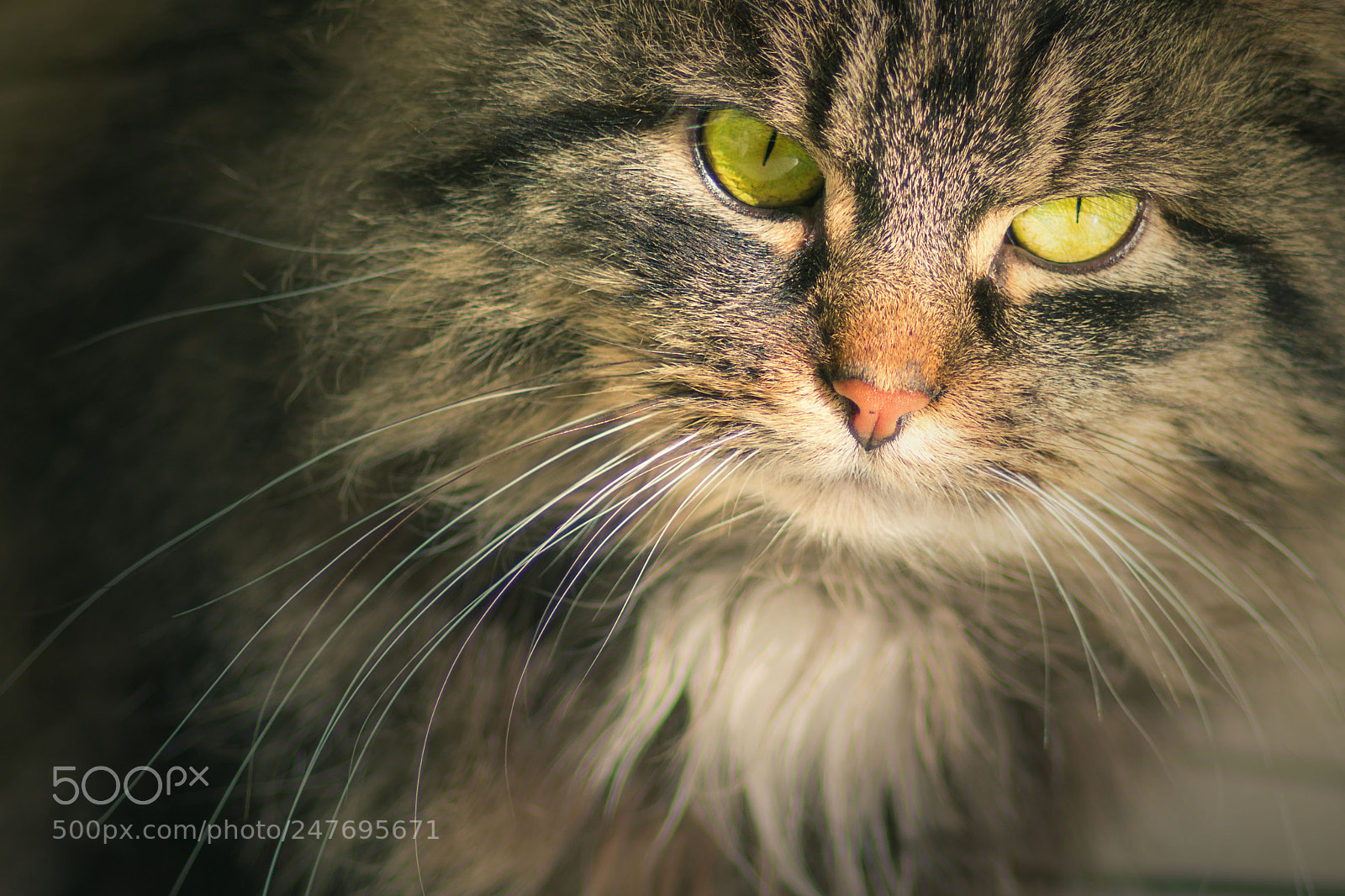 Nikon D7100 sample photo. Penelope´s brother photography