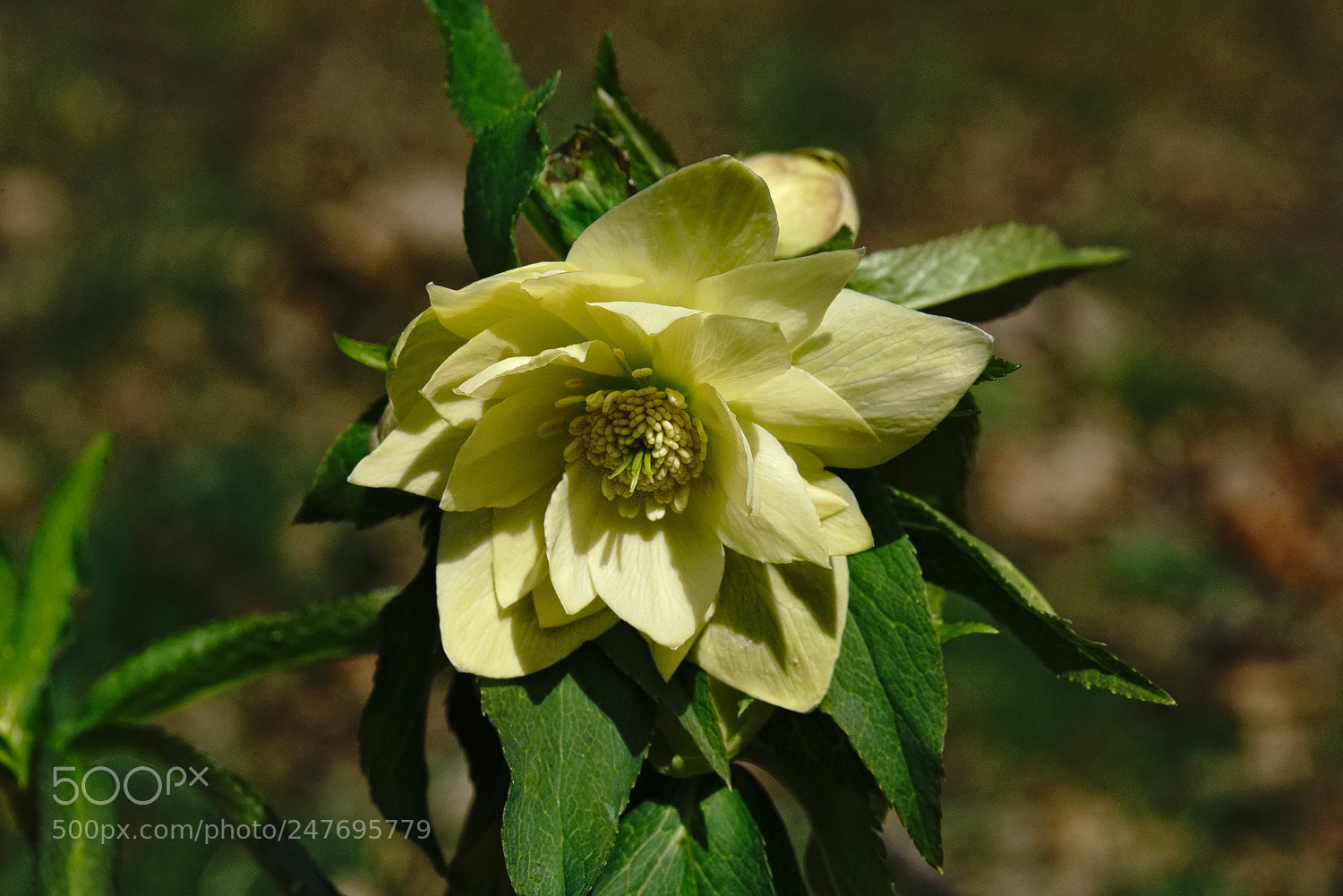 Sony a7R II sample photo. Hellebore photography