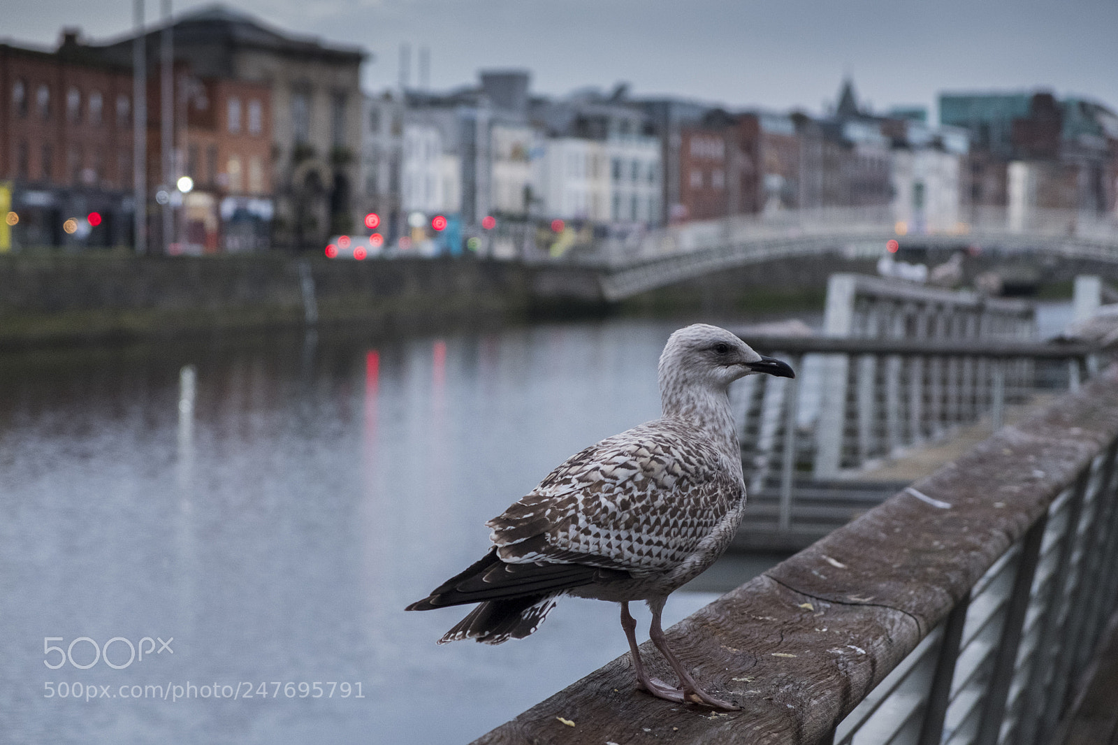 Fujifilm X-T20 sample photo. A bird near ha'penny photography