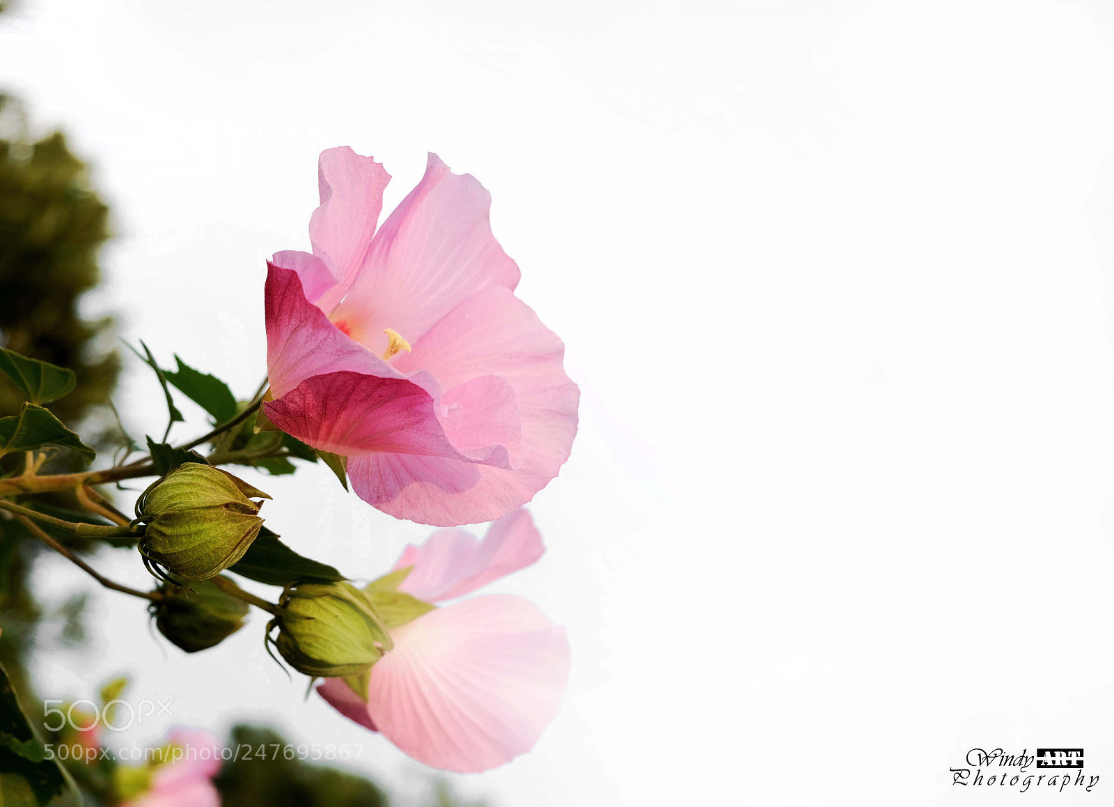 Fujifilm X-T20 sample photo. Flower photography