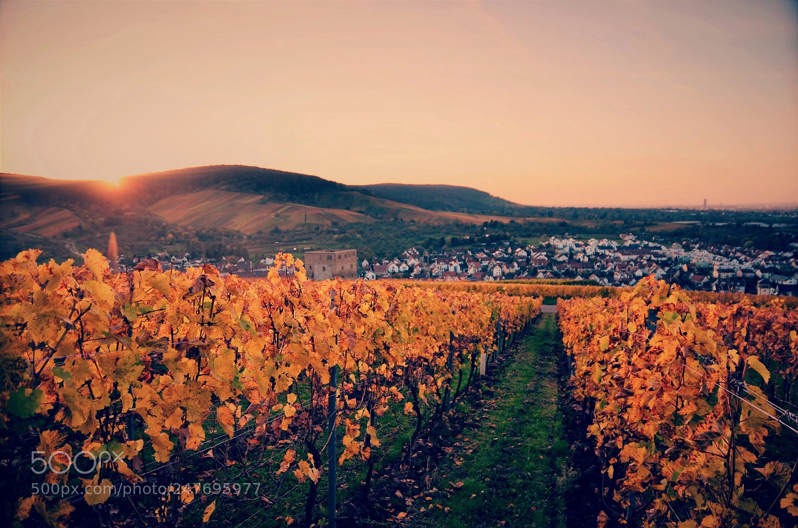 Nikon D5100 sample photo. Sunset in the vineyards photography