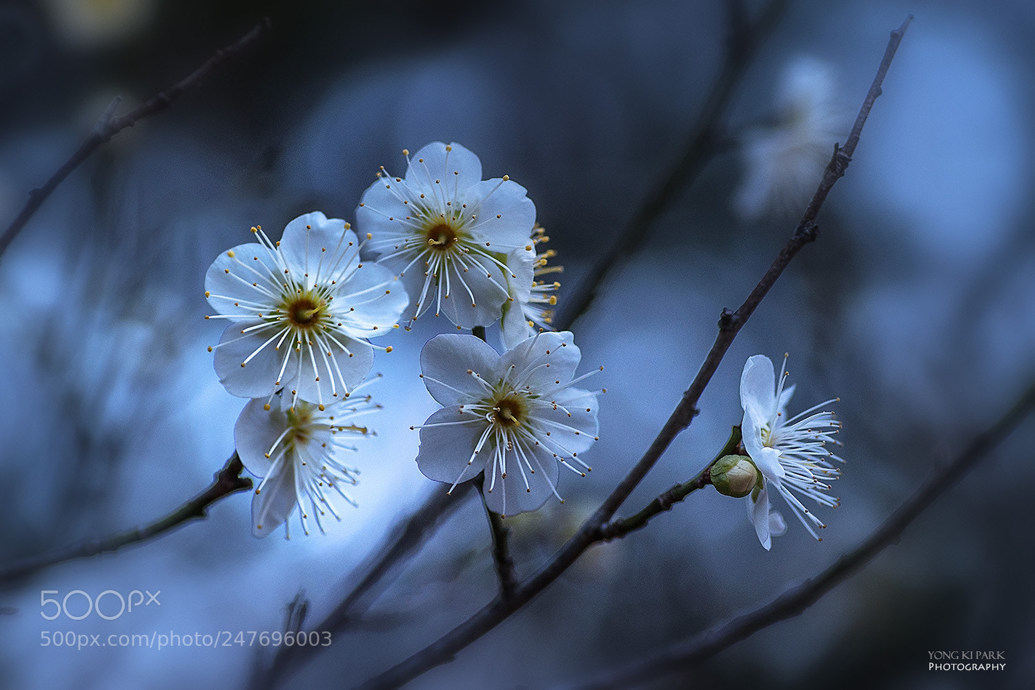 Pentax K-1 sample photo. Fragrance of spring-1 photography