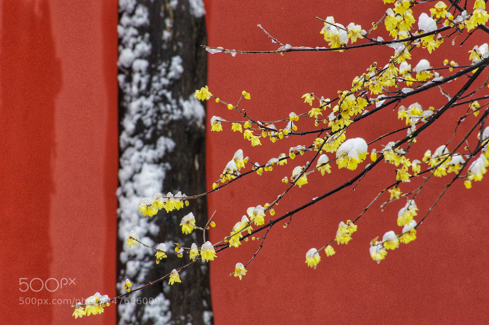 Pentax K-3 II sample photo. Untitled photography