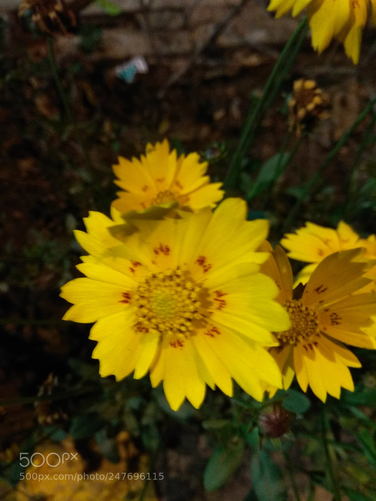 Xiaomi Redmi Note 4 sample photo. Untitled photography