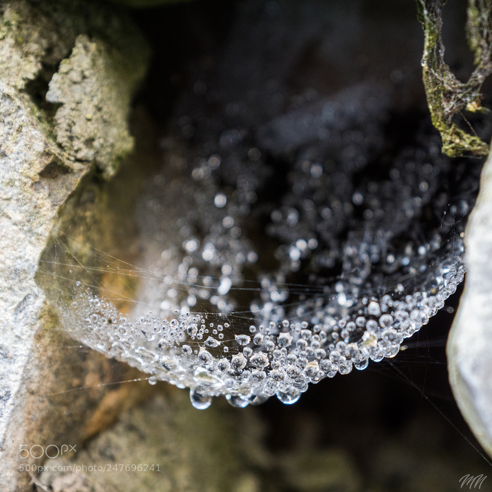Sony ILCA-77M2 sample photo. Rete bagnata photography