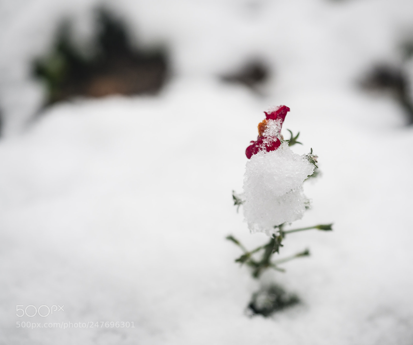 Olympus OM-D E-M10 II sample photo. Grow photography