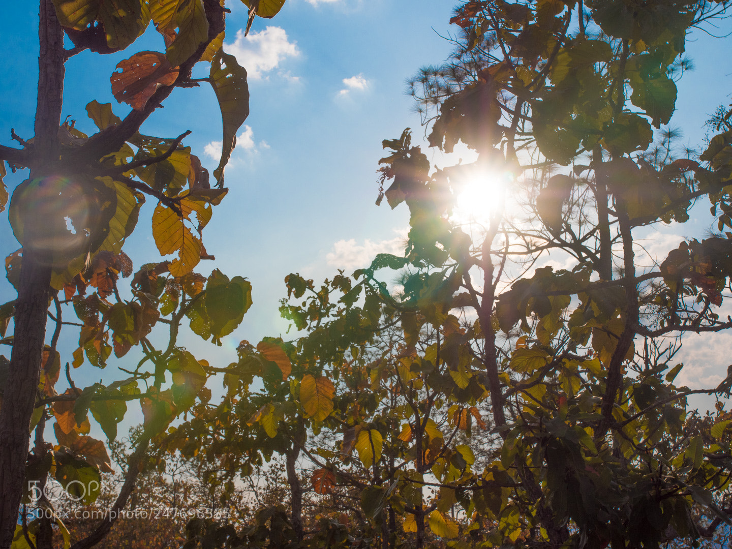 Panasonic Lumix DC-GH5 sample photo. Fat old sun photography
