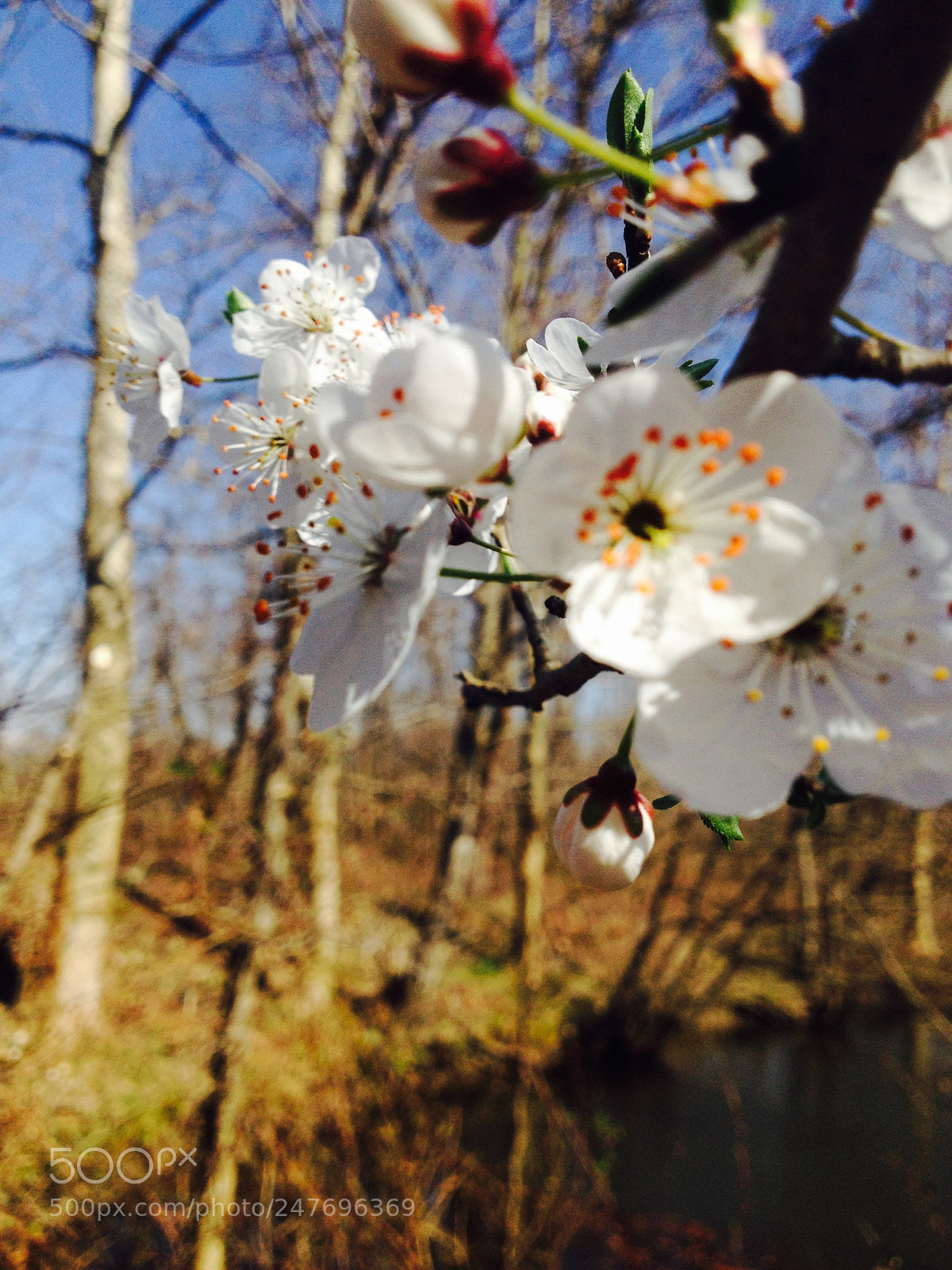 Apple iPhone 4S sample photo. Spring has come photography