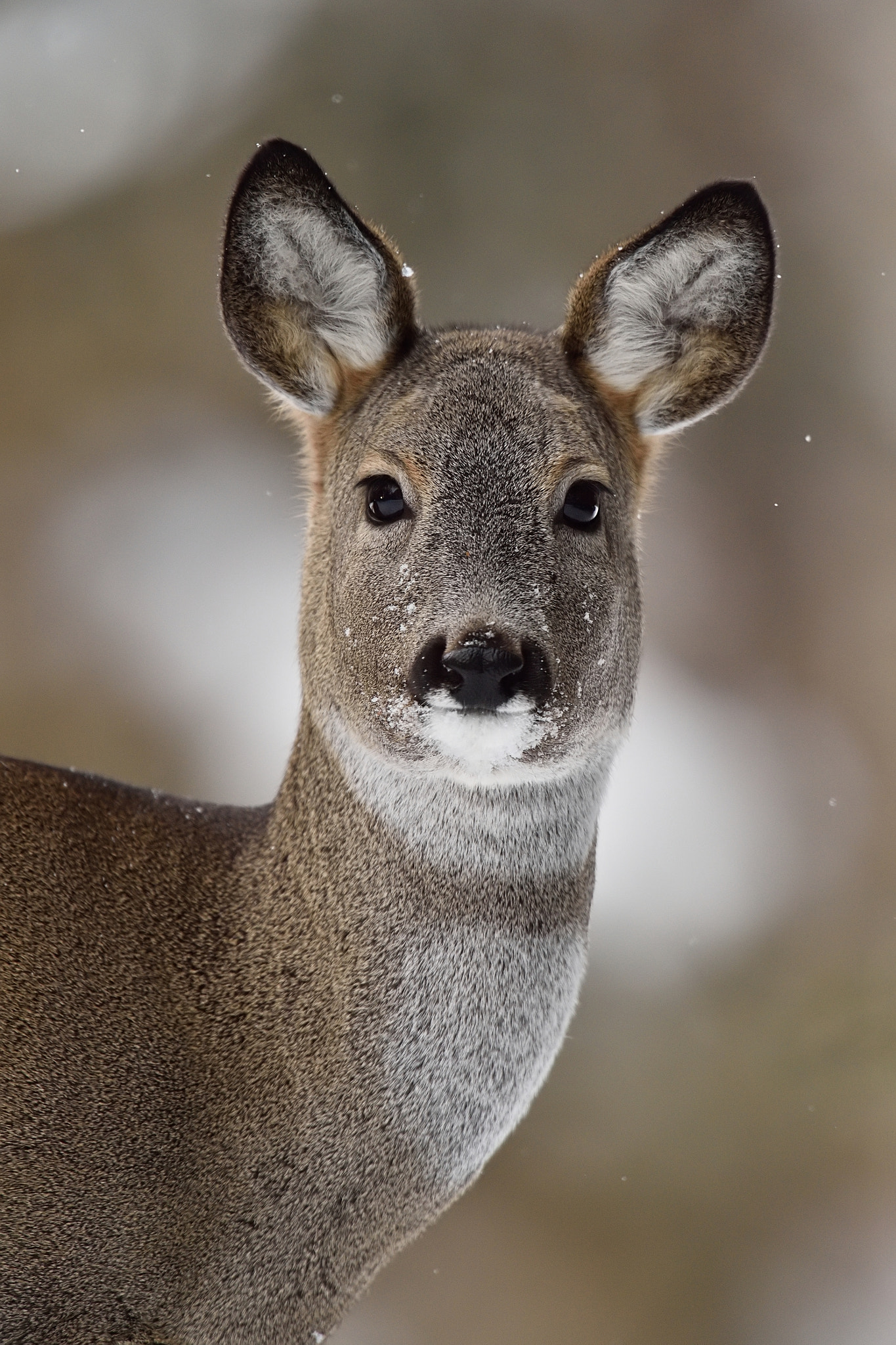 Nikon D4S + Nikon AF-S Nikkor 400mm F2.8G ED VR II sample photo. Roe deer portrait in winter photography