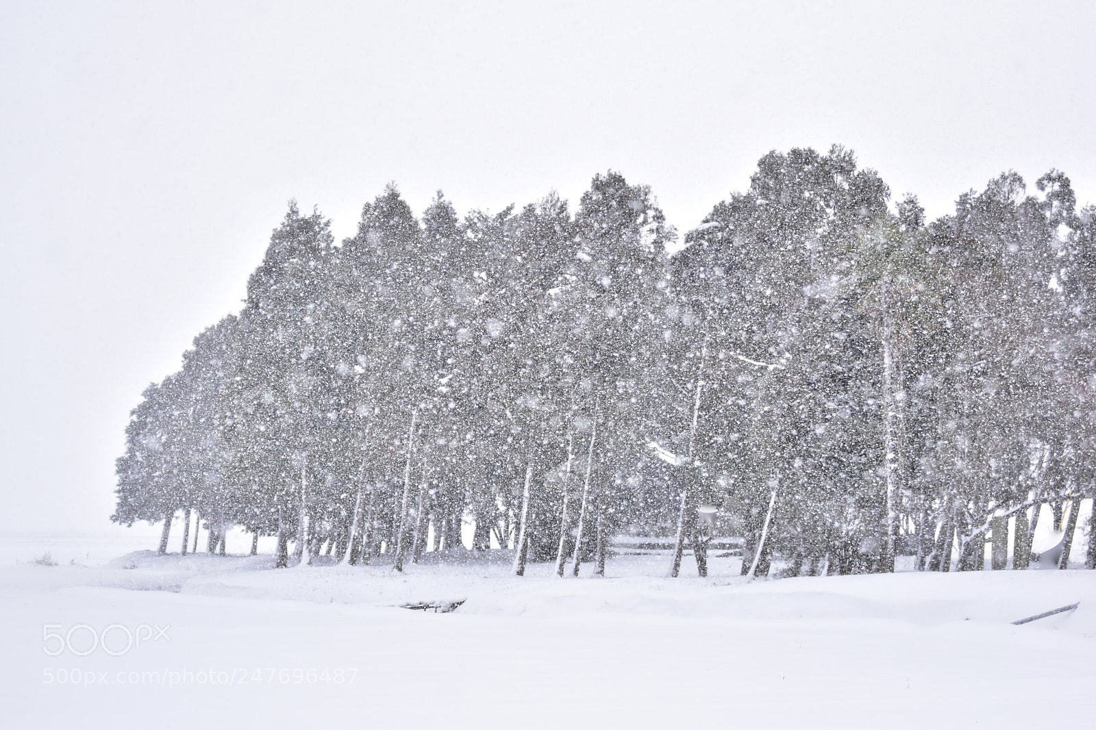 Nikon D5500 sample photo. Snow snow ball photography