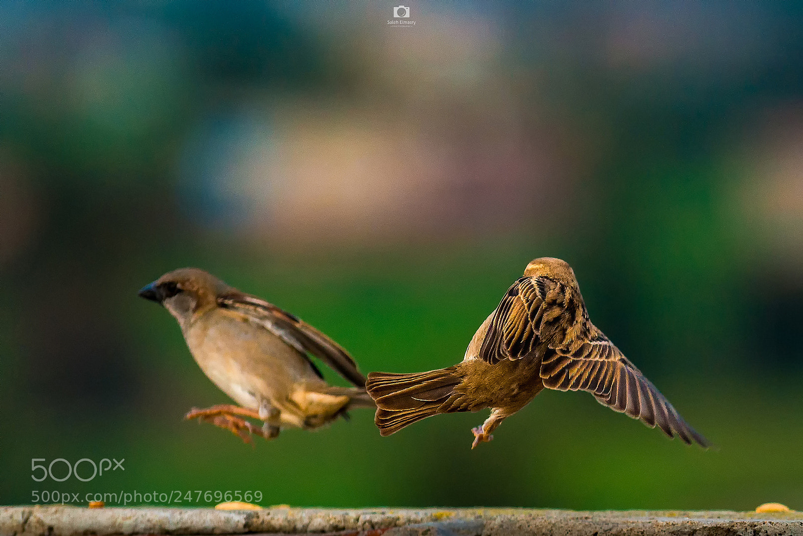 Nikon D800 sample photo. Brosley fly cake photography