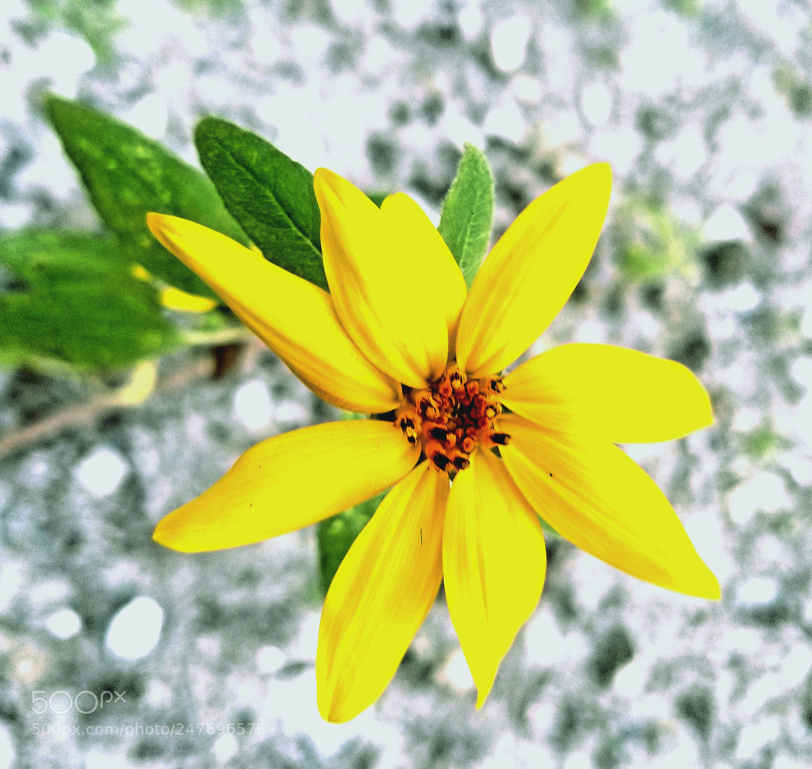 Samsung Galaxy S8+ sample photo. Untitled photography