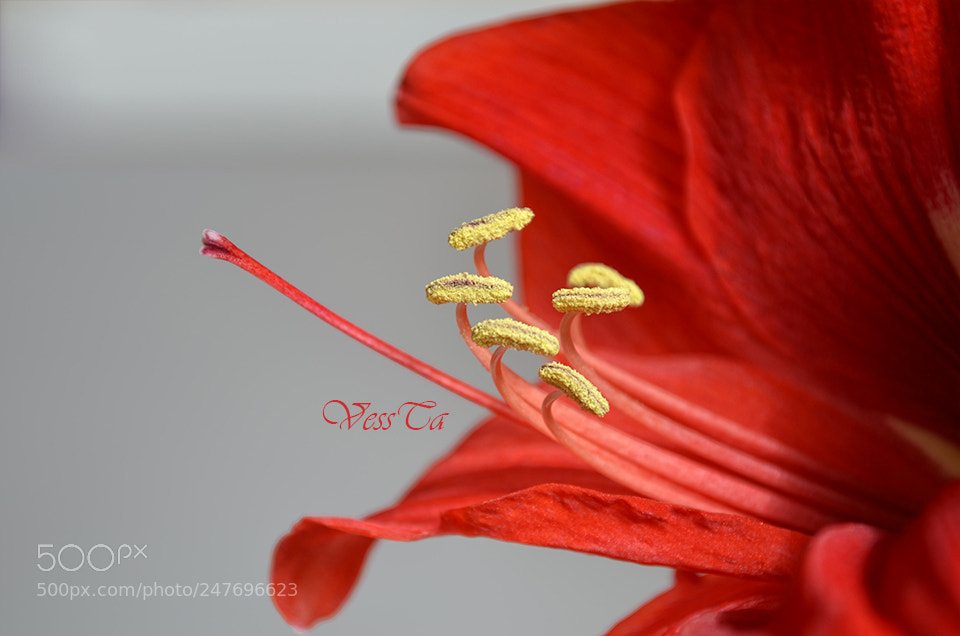 Nikon D5100 sample photo. Red photography
