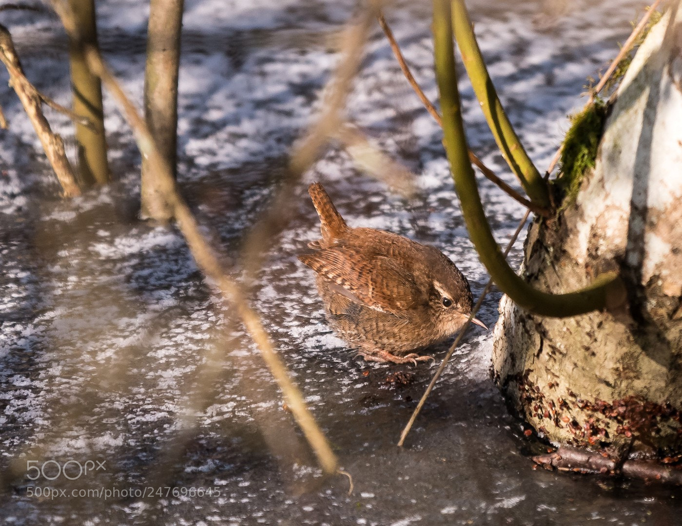 Panasonic Lumix DMC-GX85 (Lumix DMC-GX80 / Lumix DMC-GX7 Mark II) sample photo. Troglodytes troglodytes photography