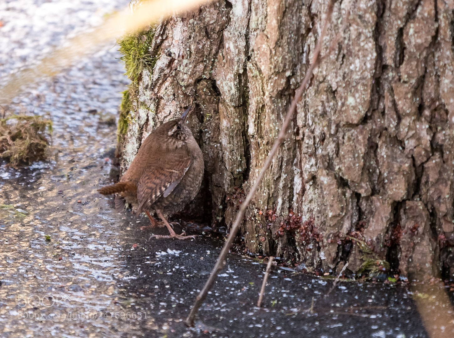 Panasonic Lumix DMC-GX85 (Lumix DMC-GX80 / Lumix DMC-GX7 Mark II) sample photo. Troglodytes troglodytes photography