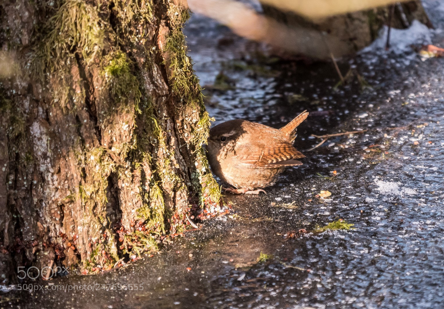 Panasonic Lumix DMC-GX85 (Lumix DMC-GX80 / Lumix DMC-GX7 Mark II) sample photo. Troglodytes troglodytes photography