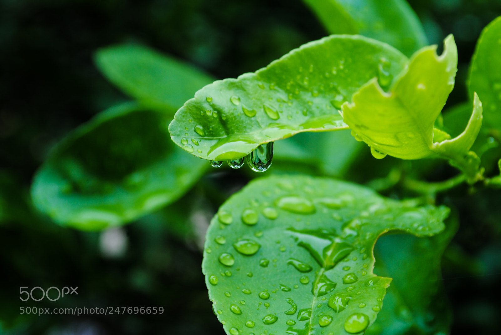 Nikon D3000 sample photo. Water drop on green photography