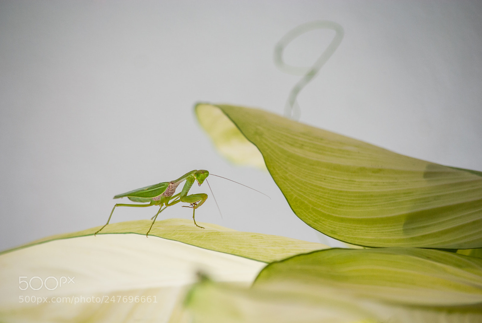 Nikon D3000 sample photo. Close up mantis in photography