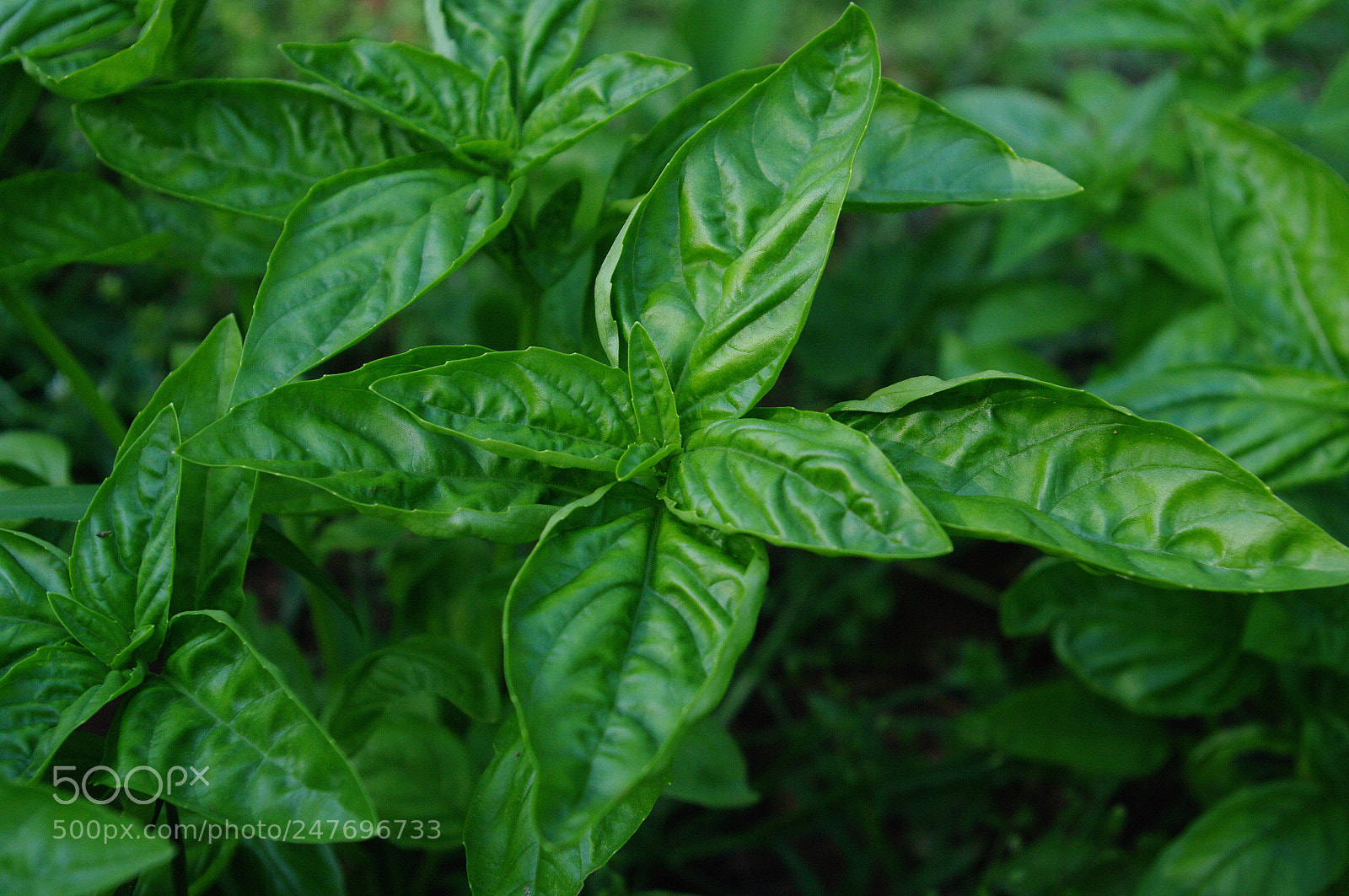 Pentax K20D sample photo. Sweet basil photography