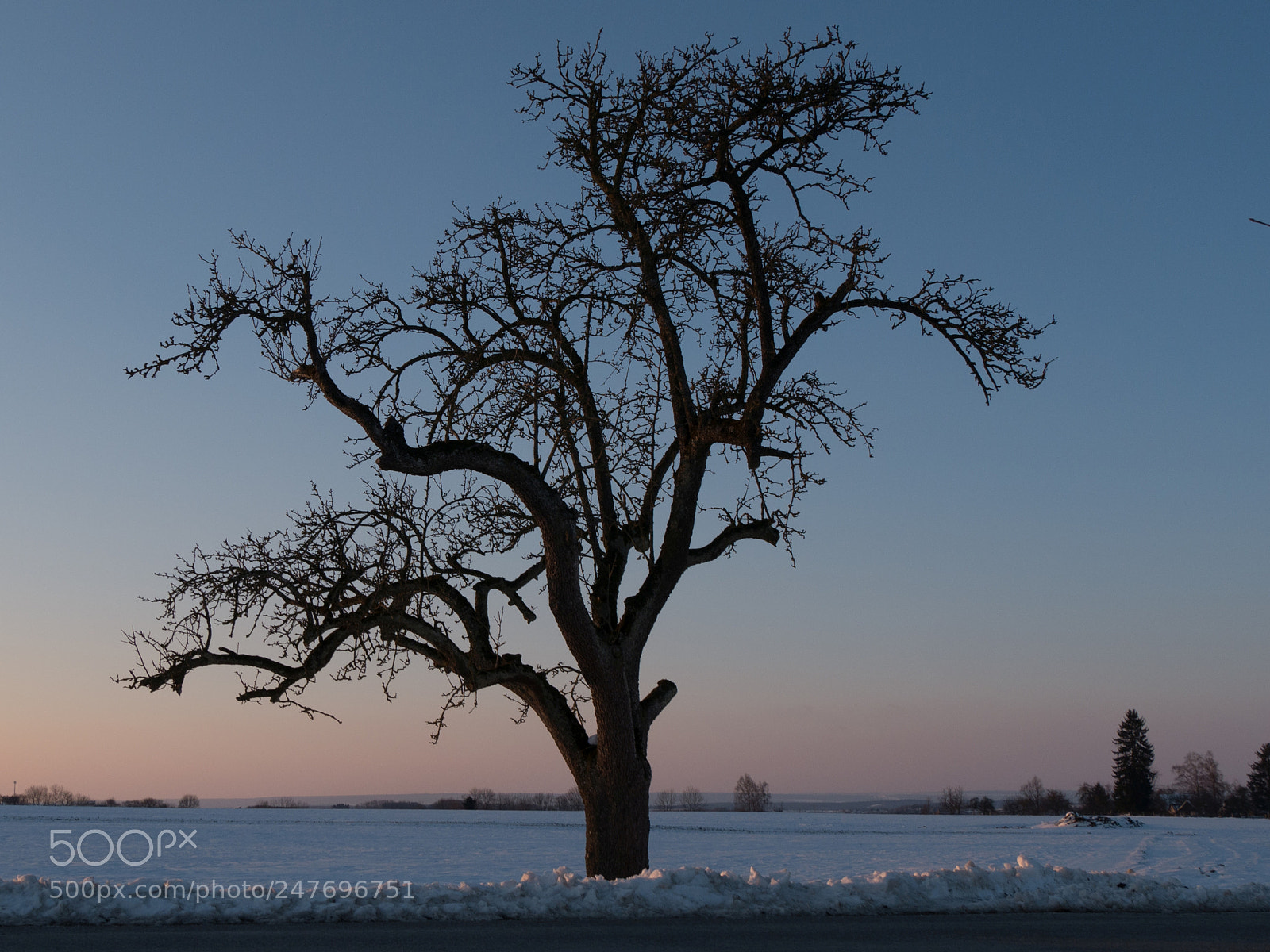 Panasonic DMC-G70 sample photo. Tree silhouette in winter photography