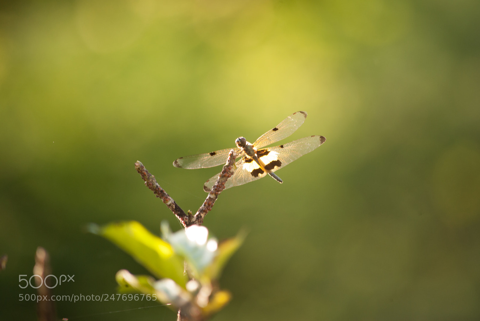 Nikon D3000 sample photo. Dragonfly in nature blur photography