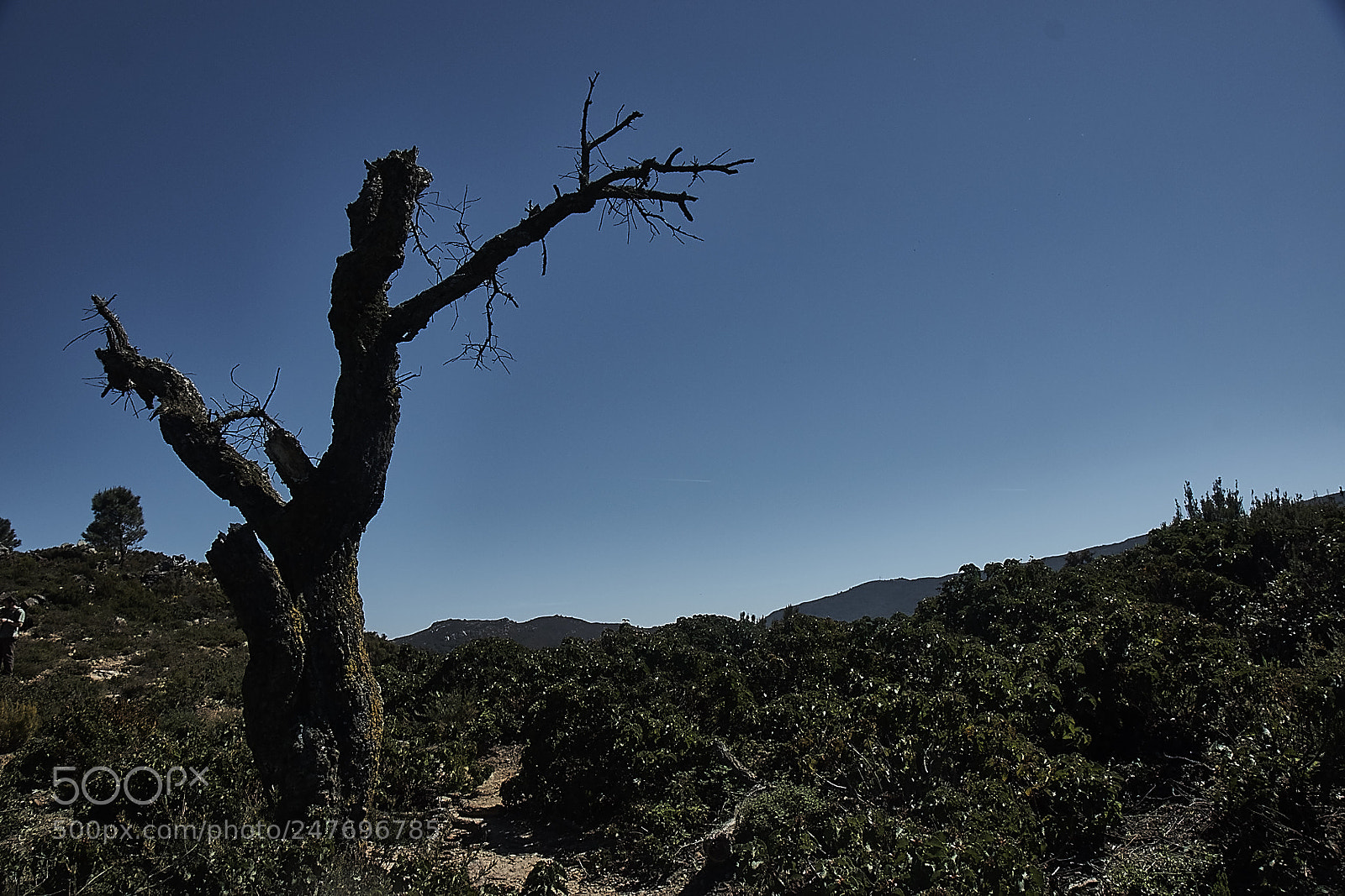 Sony Alpha DSLR-A700 sample photo. Old dried tree photography