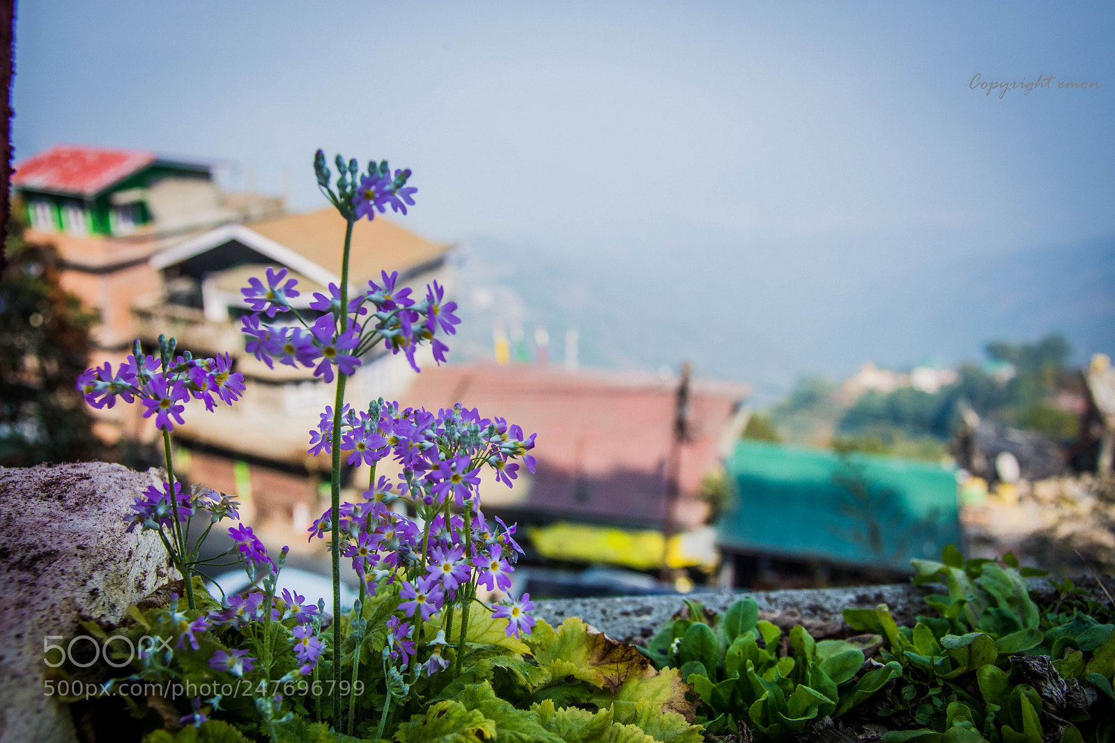 Nikon D7200 sample photo. Flowers roadside darjeeling photography