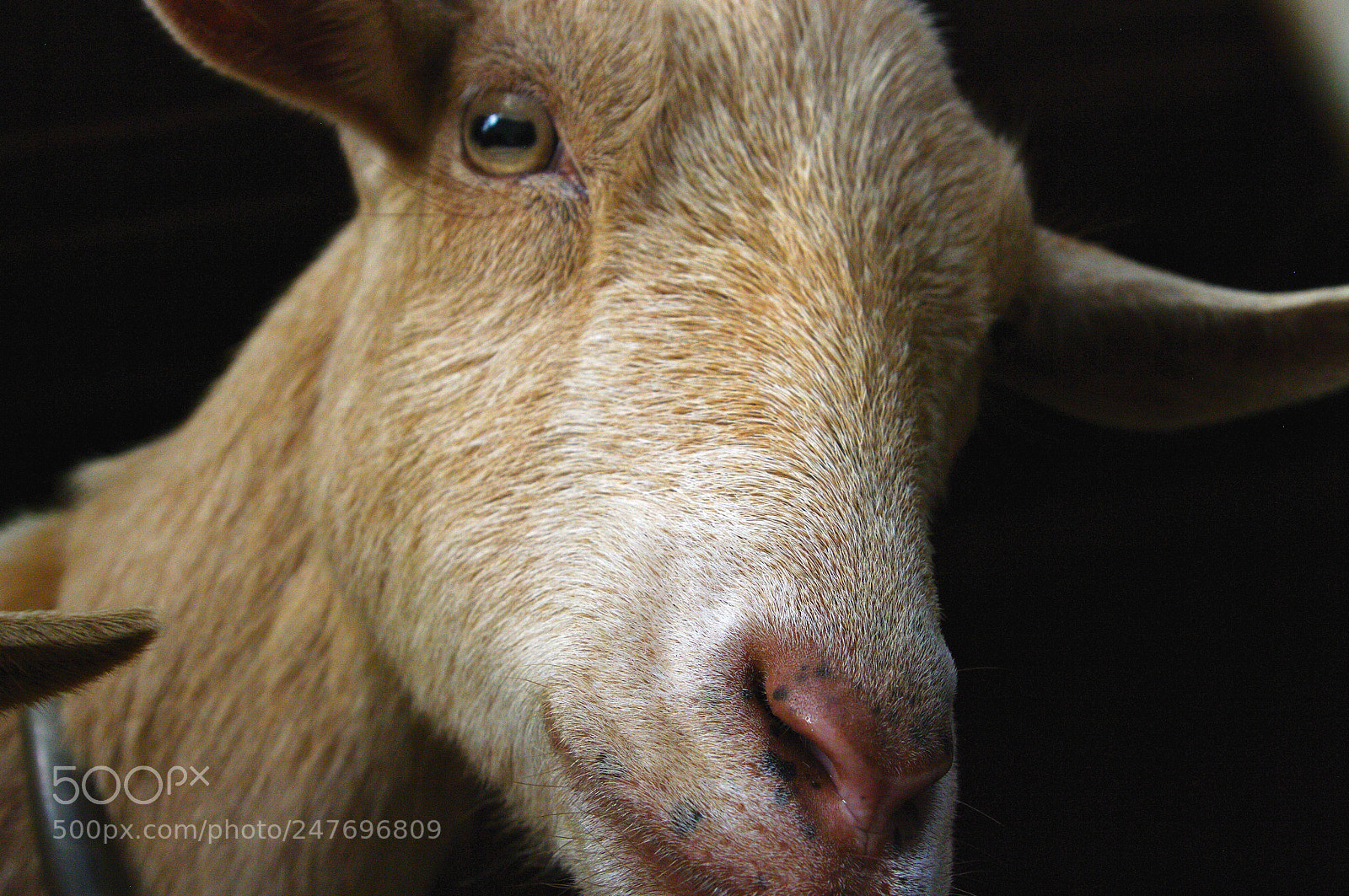 Pentax K20D sample photo. Valentine photography