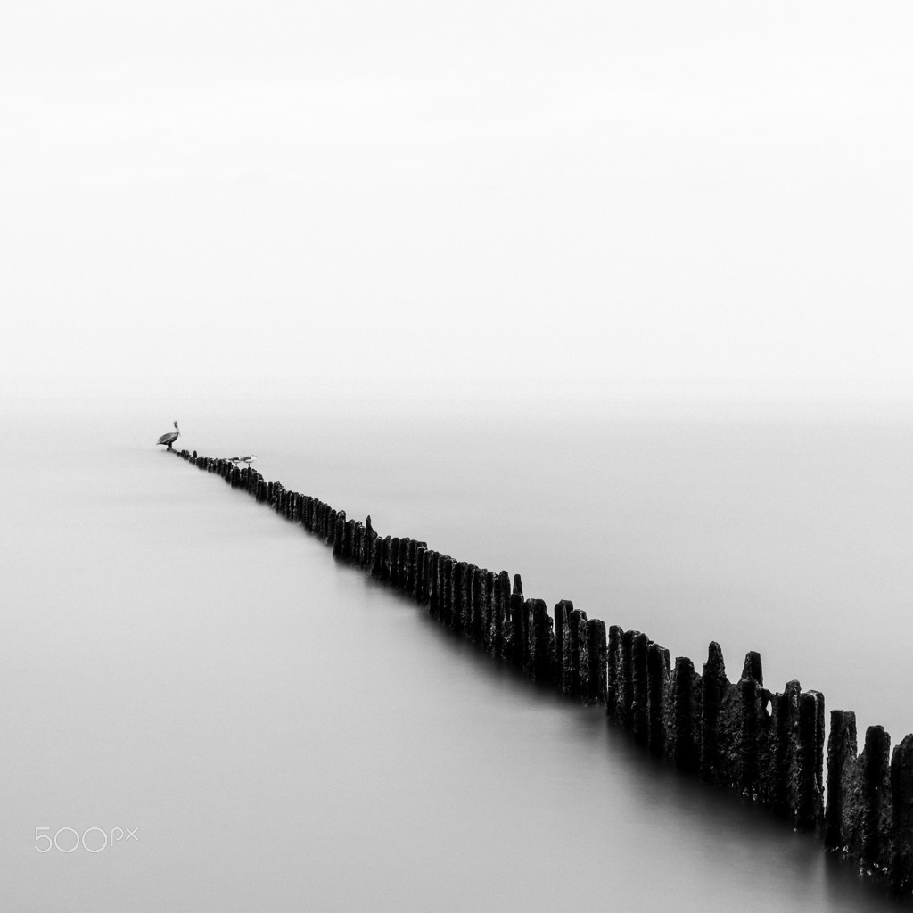 Hasselblad H5D sample photo. Texas city dike - pelican in fog photography