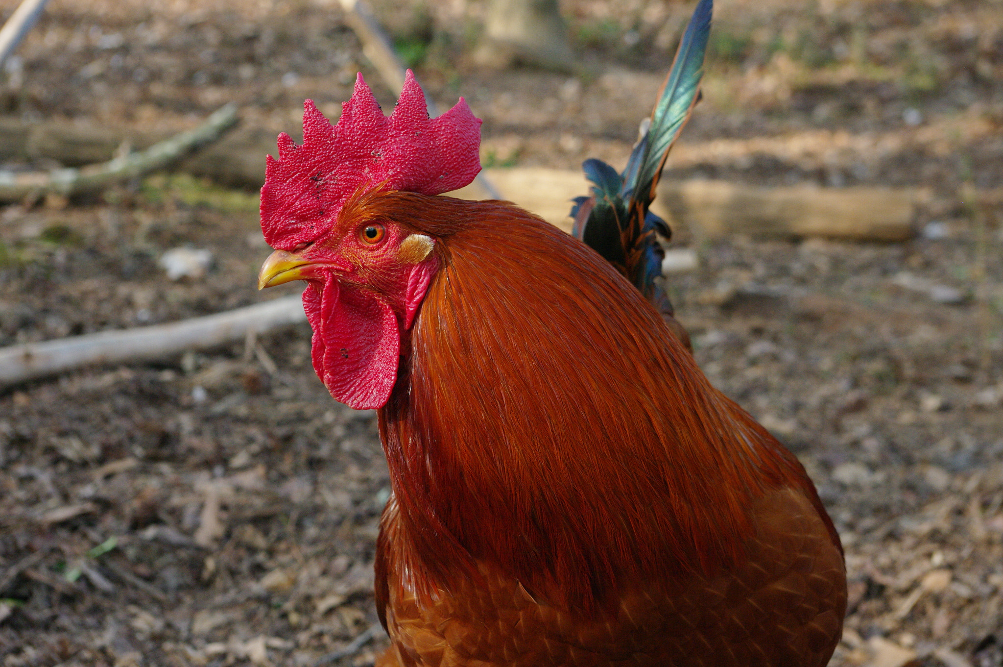 Pentax K20D + Pentax smc DA 18-55mm F3.5-5.6 AL sample photo. Roo photography