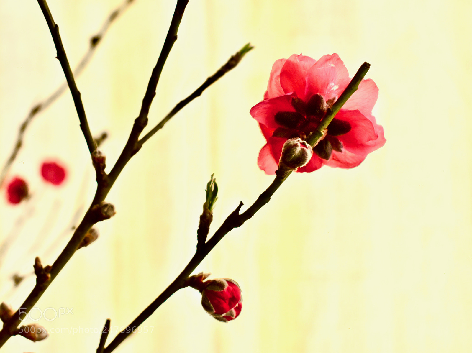 Nikon D5600 sample photo. Happy chinese new year 2018 photography