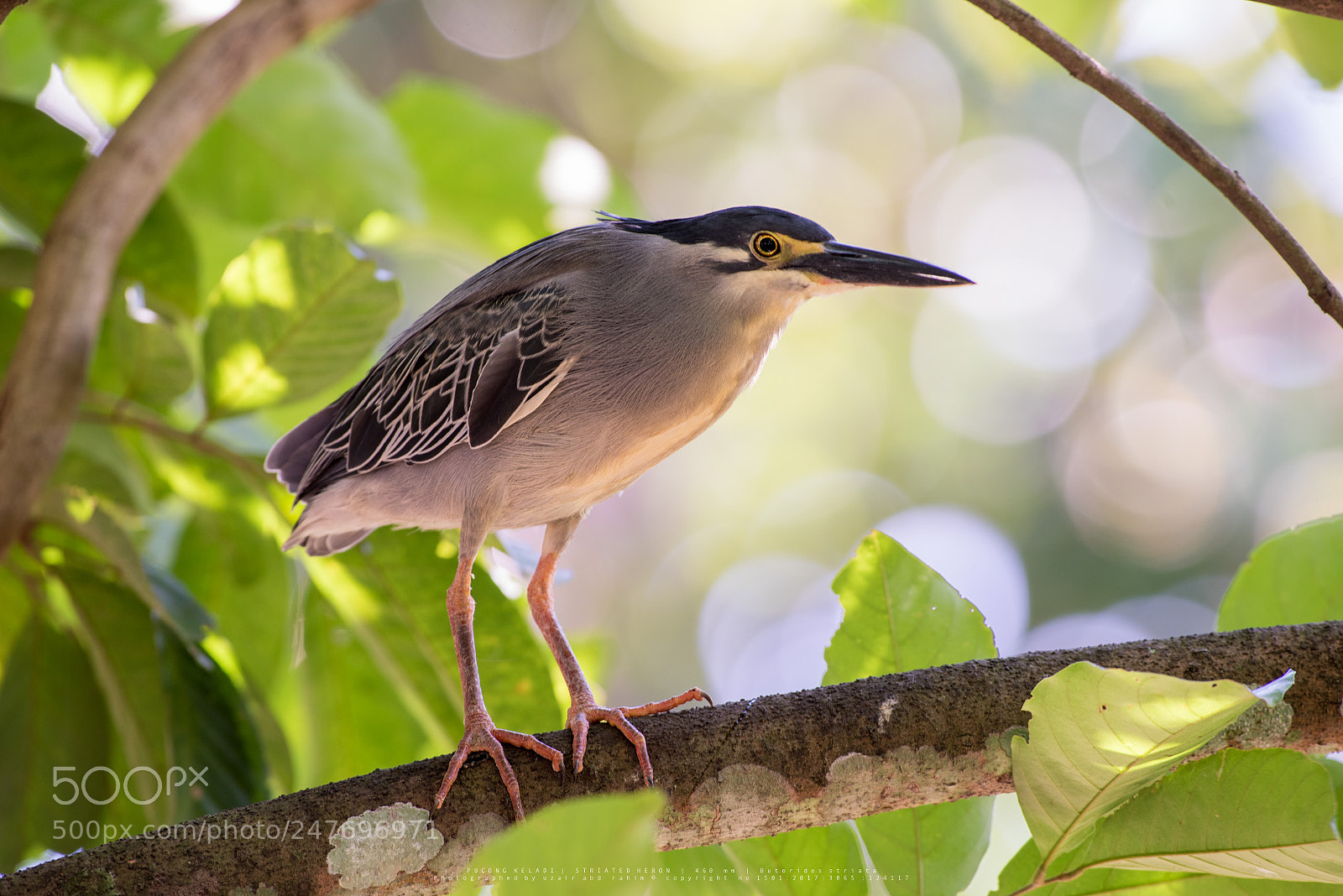 Nikon D810 sample photo. Striated heron a.k.a little photography