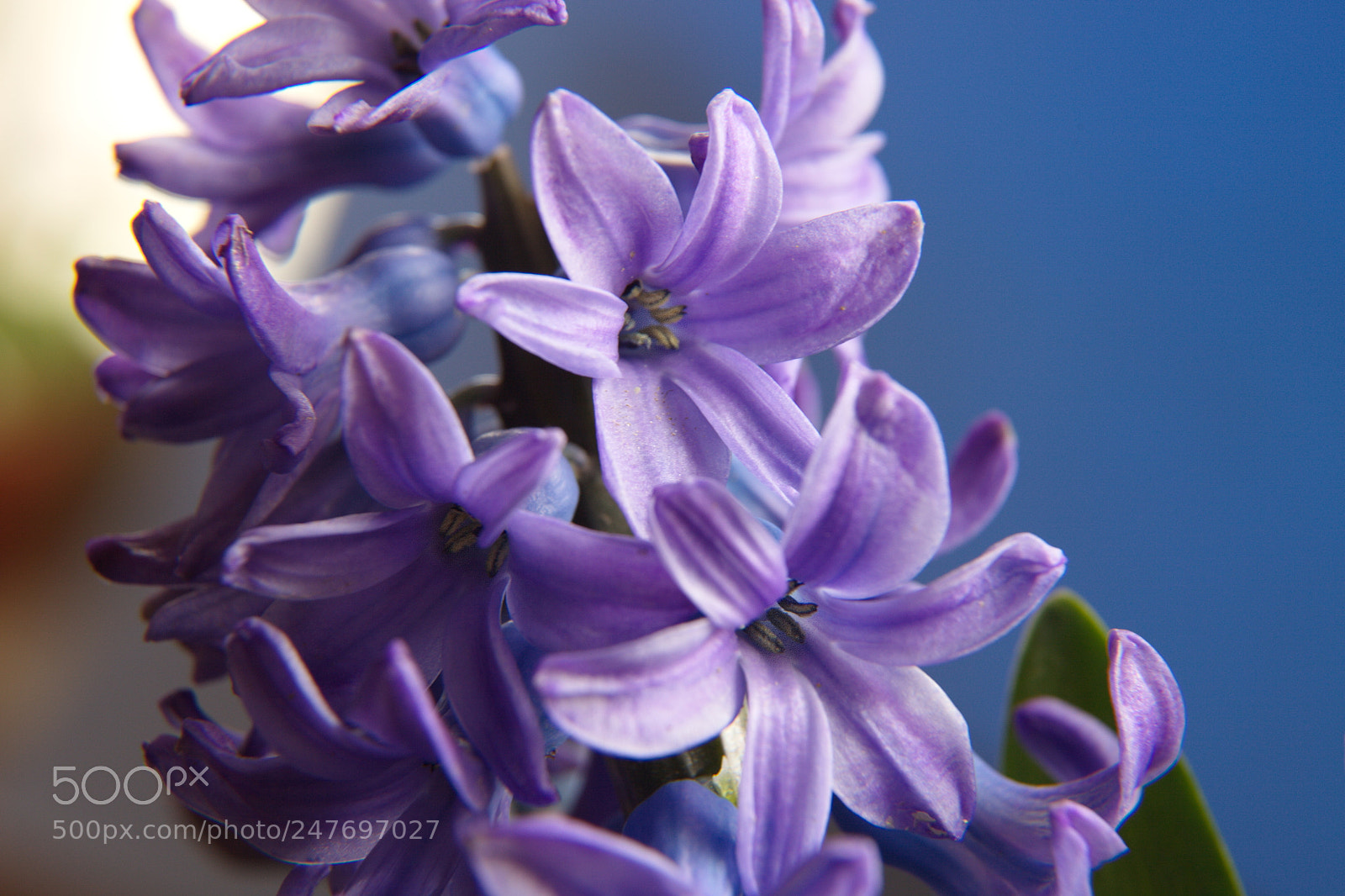 Canon EF 24-105mm F4L IS USM sample photo. Hyacinth-hyacinthus photography