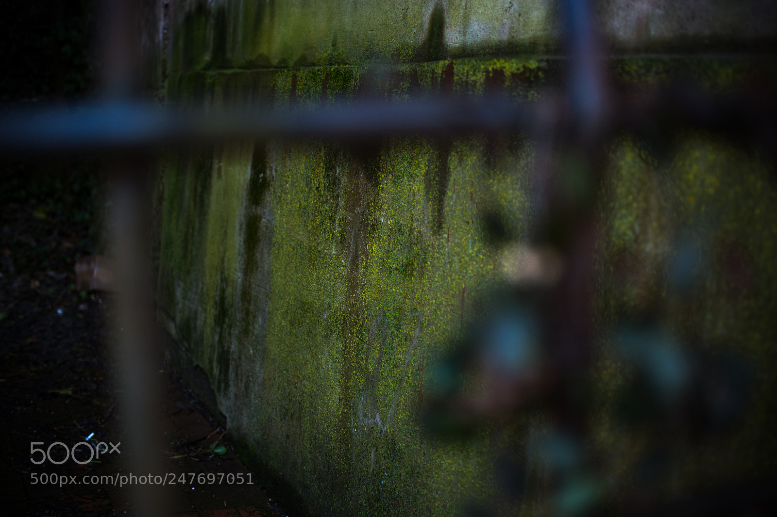 Nikon D5200 sample photo. Green wall photography