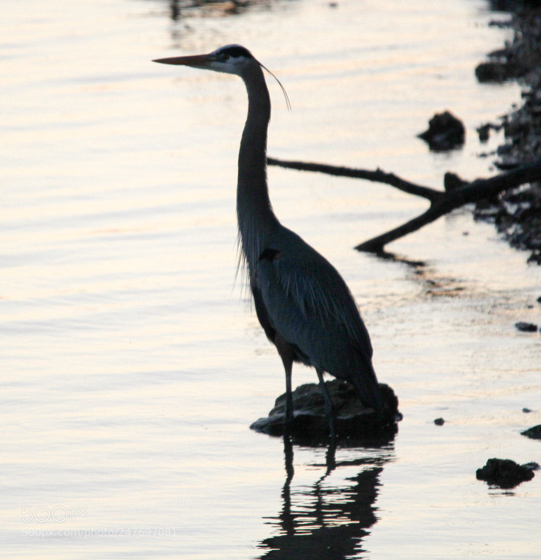 Canon EOS 1300D (EOS Rebel T6 / EOS Kiss X80) sample photo. Heron fishing photography