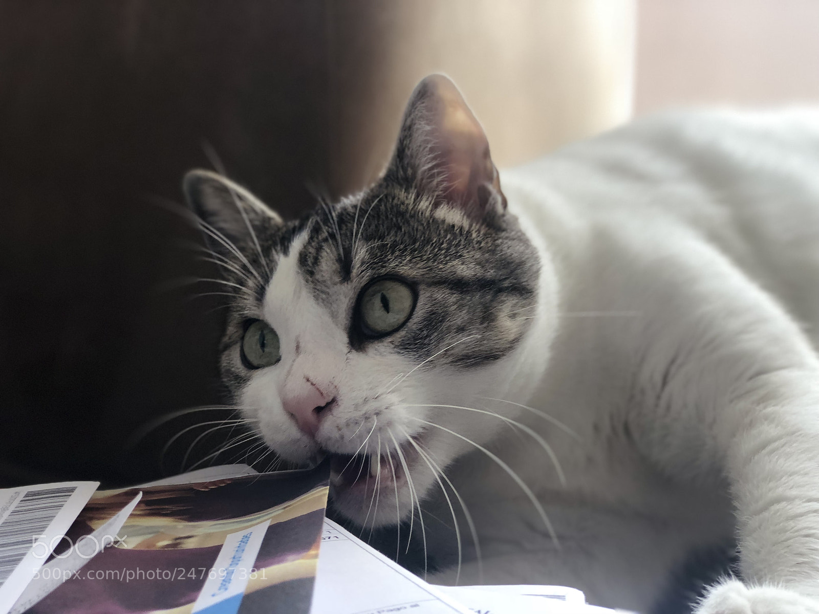 Apple iPhone 8 Plus sample photo. Foto con iphone 8+ photography