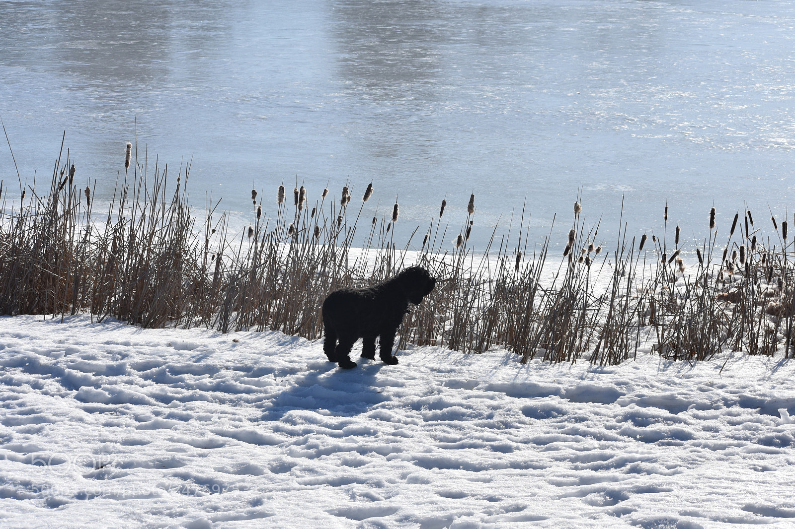 Nikon D3400 sample photo. Monty daydreaming photography