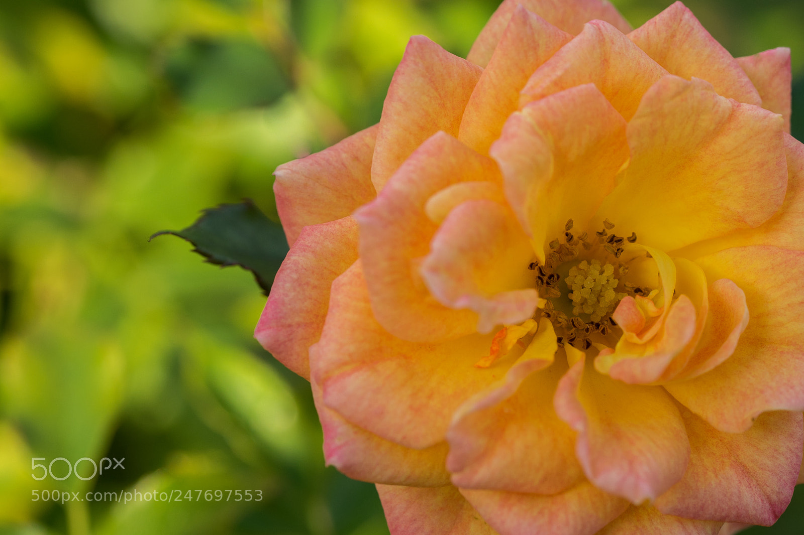 Sony a7 II sample photo. Rose photography