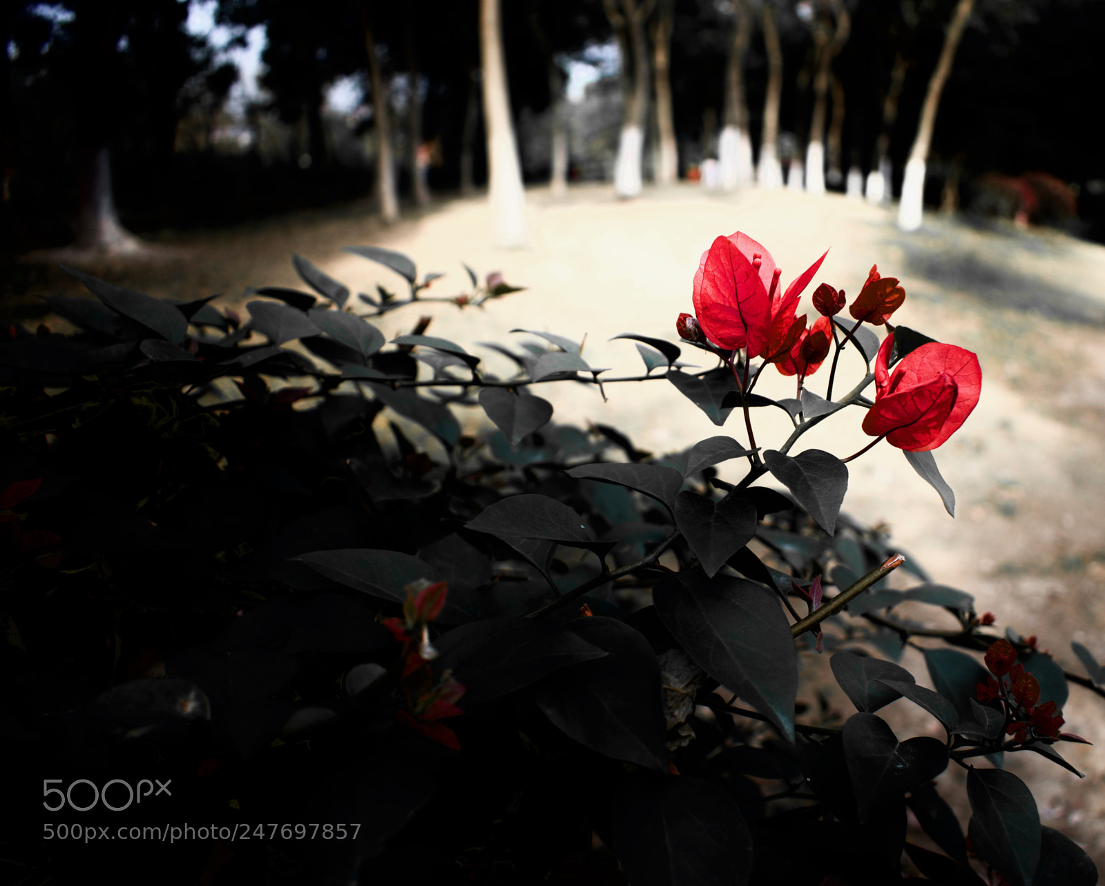 Nikon D5600 sample photo. Secret garden photography