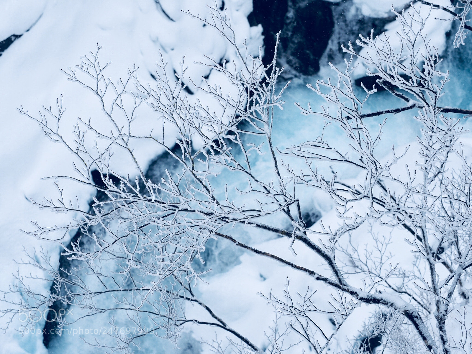 Olympus OM-D E-M1 Mark II sample photo. Wrapped in ice photography