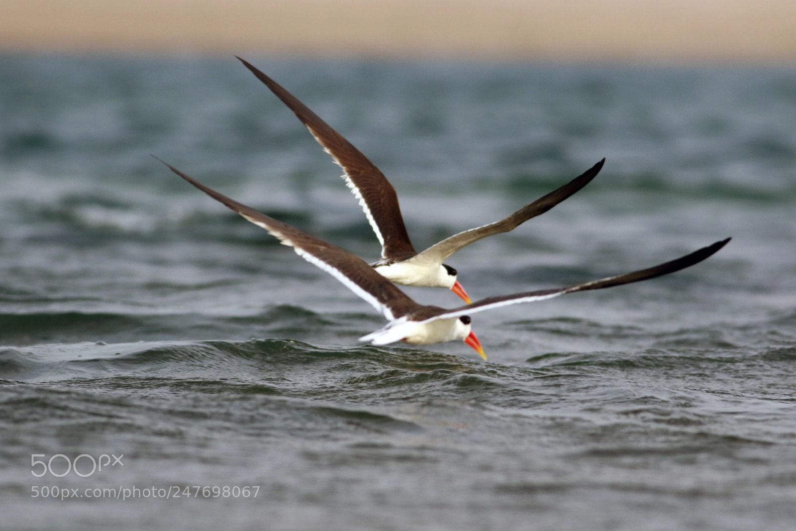 Canon EOS 7D Mark II sample photo. Indian skimmer photography