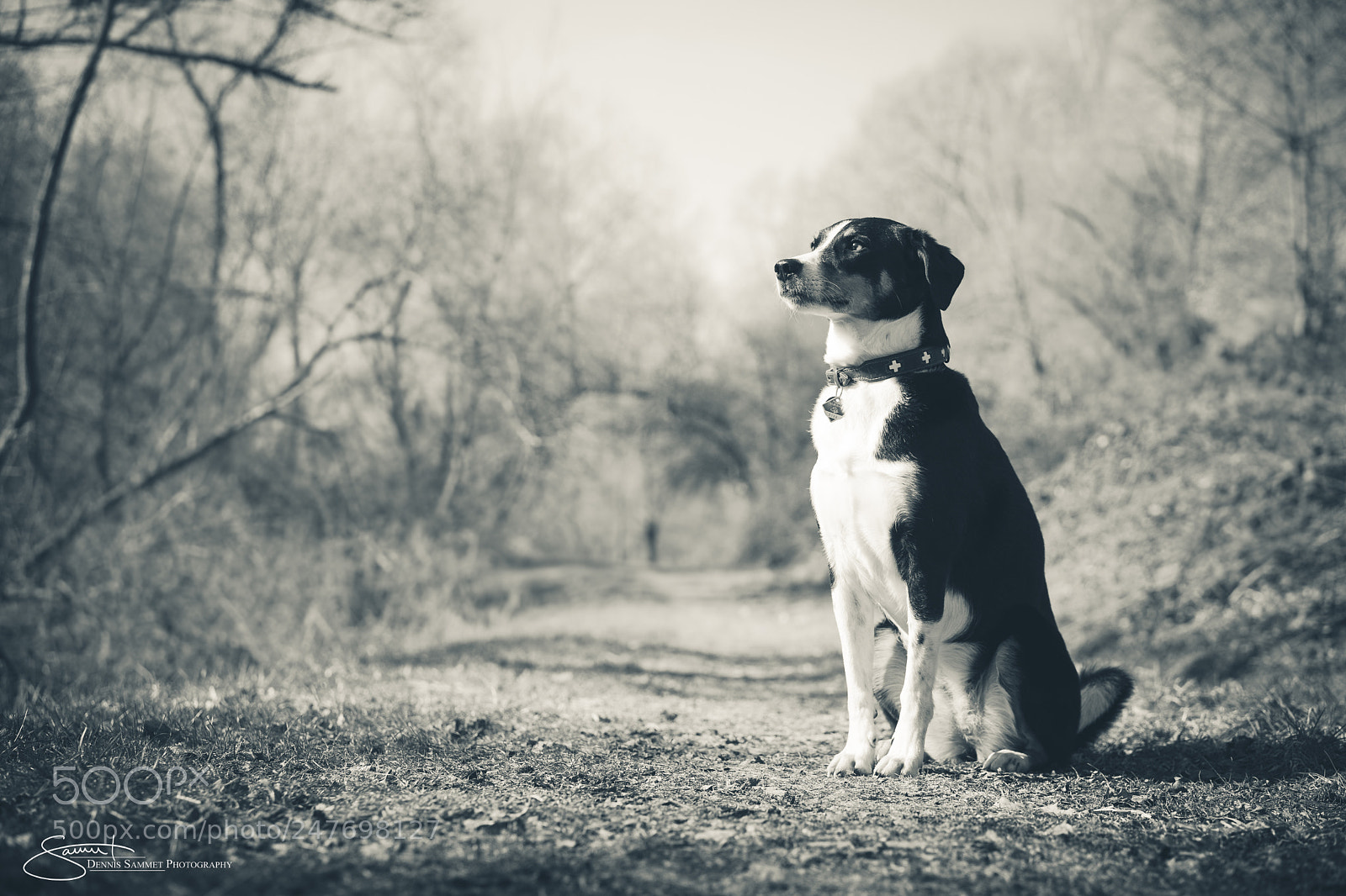Sony a7 II sample photo. Blue fade photography