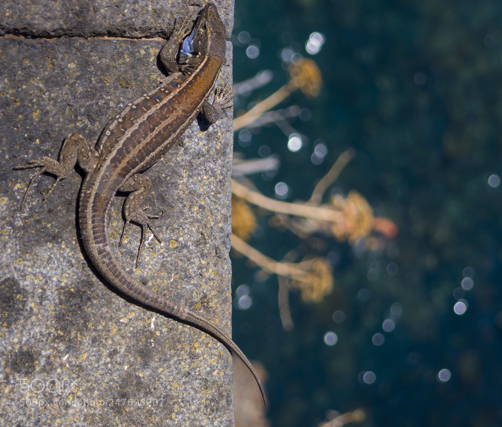 Olympus OM-D E-M10 II sample photo. Tomando el ssol photography