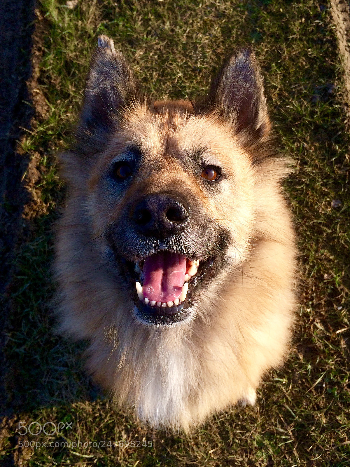 Apple iPhone 5s sample photo. Much doge photography