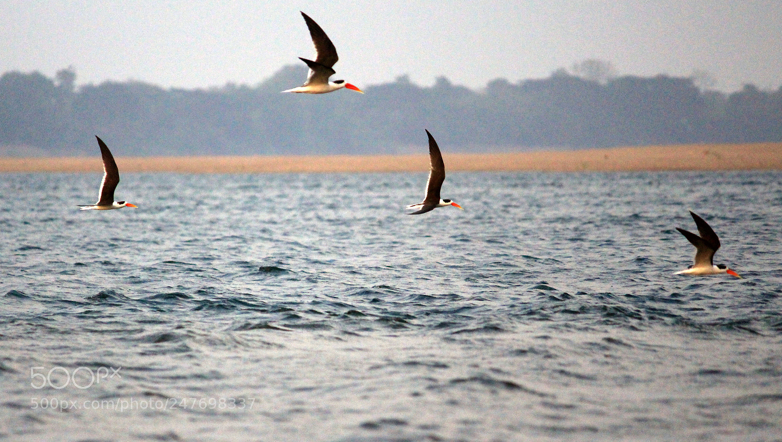 Canon EOS 700D (EOS Rebel T5i / EOS Kiss X7i) sample photo. Indian skimmer photography