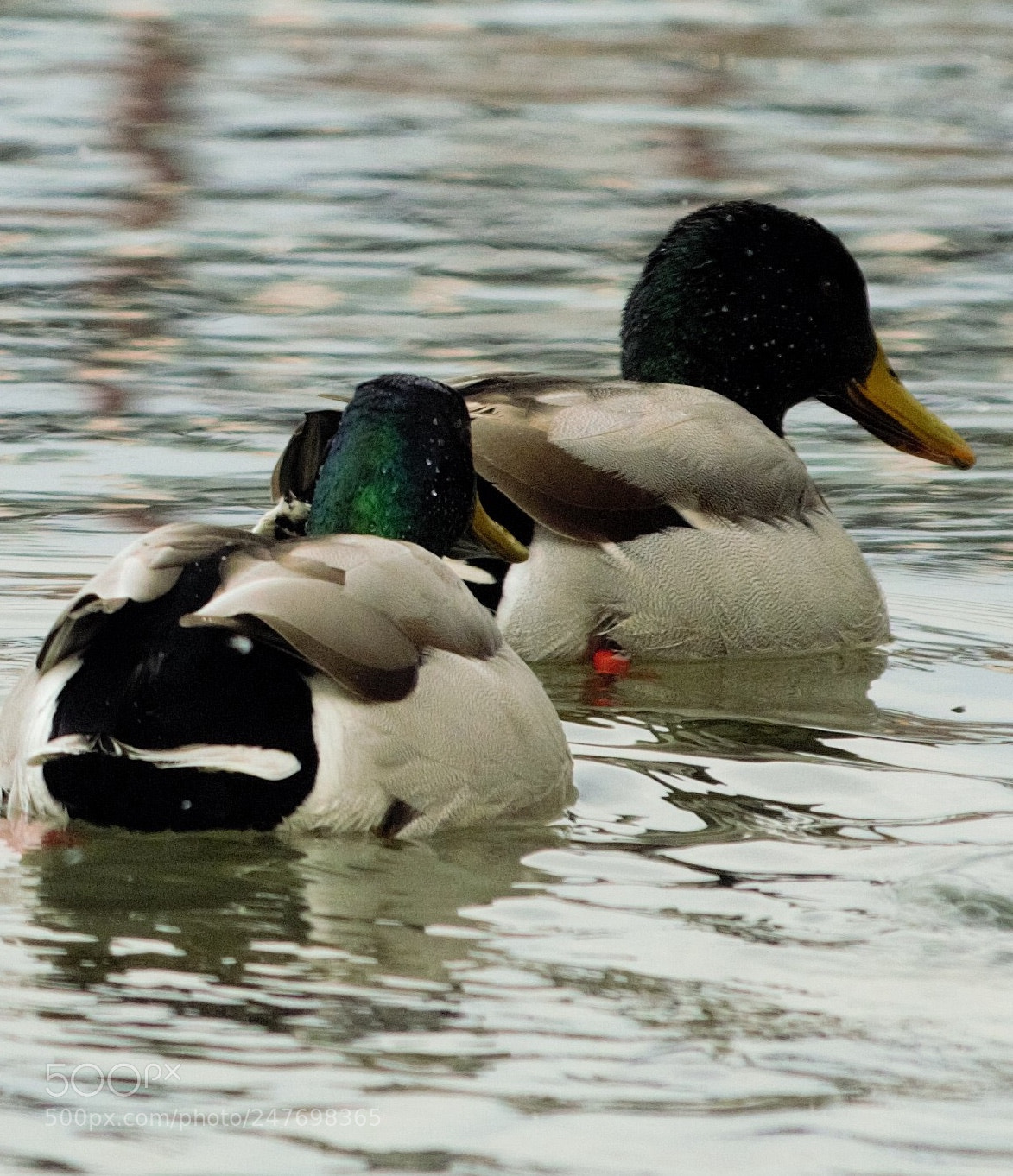 Pentax K-500 sample photo. Ducks in the river photography